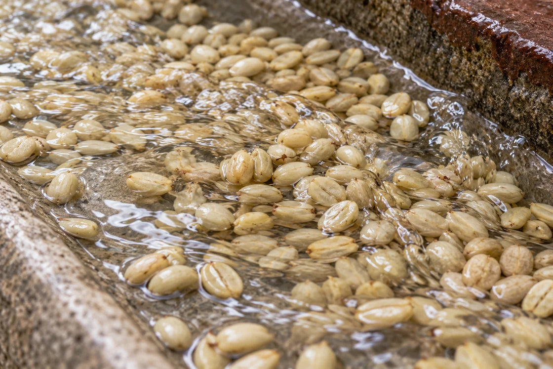 Illustrative washed-process study of pale parchment-covered coffee beans with clear moving water